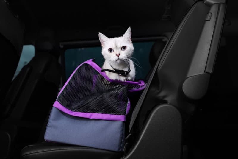 https://www.catster.com/wp-content/uploads/2023/11/a-white-cat-in-a-pet-carrier-at-the-backseat-of-car_New-Africa_Shutterstock.jpg
