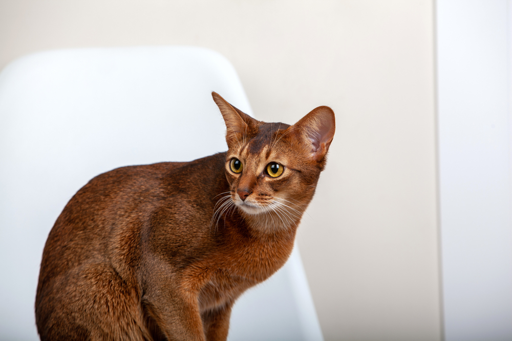 abyssinian cat looking away