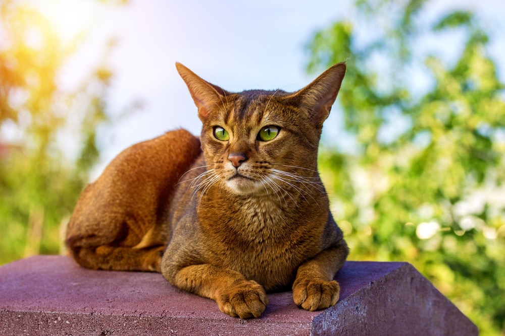 abyssinian cat eating outside