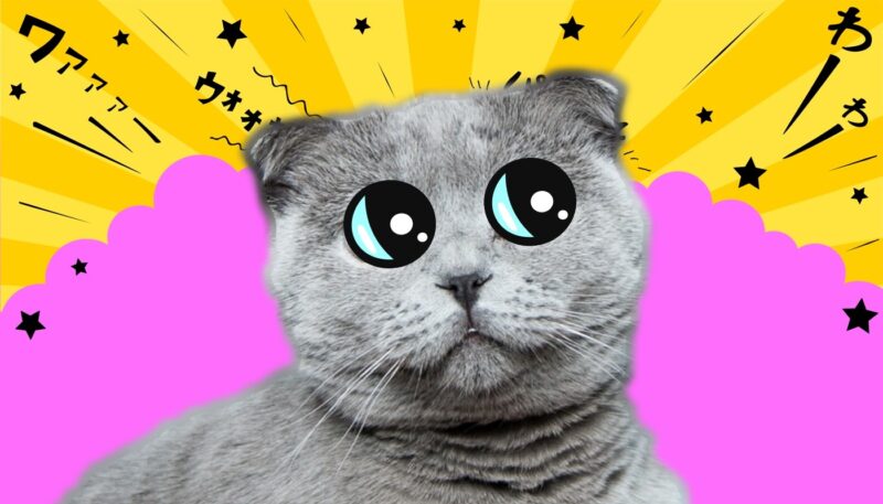 Premium Photo | Cute cat anime art styles