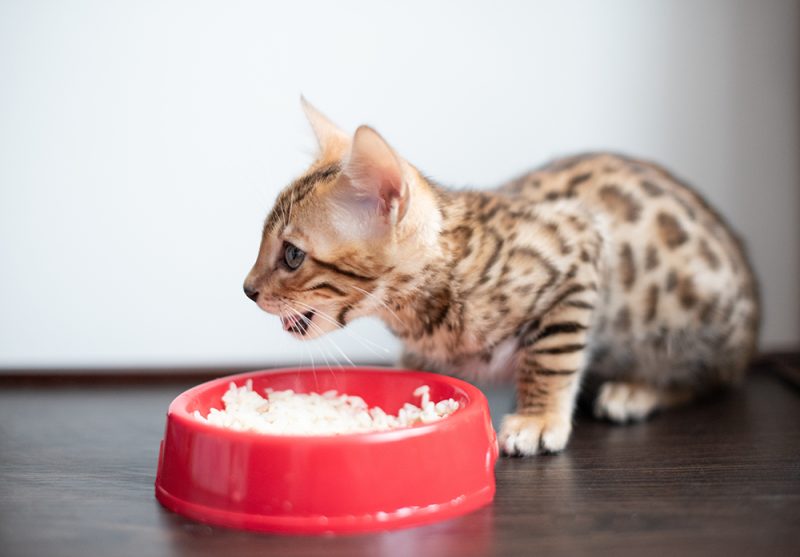 Bengal kitten eating rice
