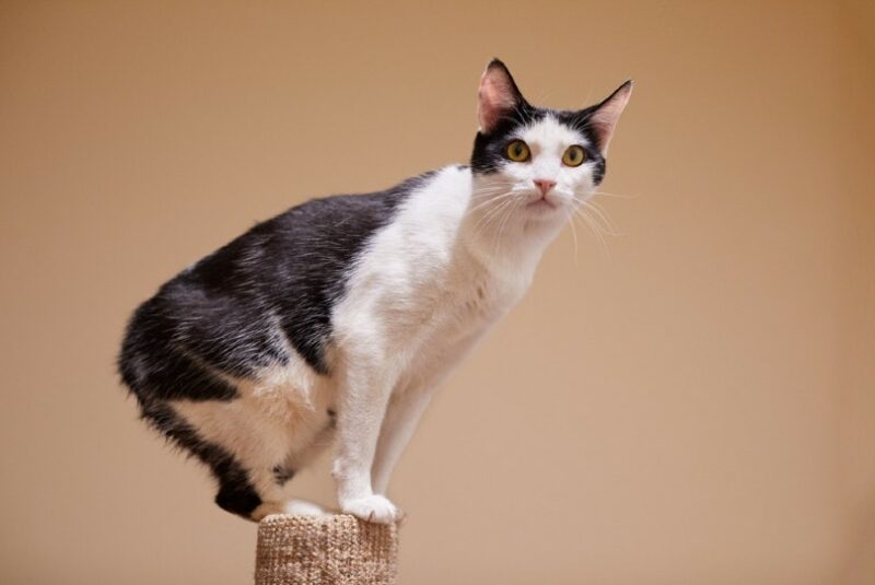 Manx Cat: Cat Breed Profile, Characteristics, and Care