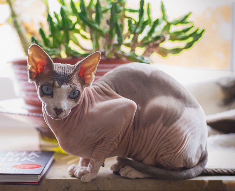 bi-color sphynx cat on the table