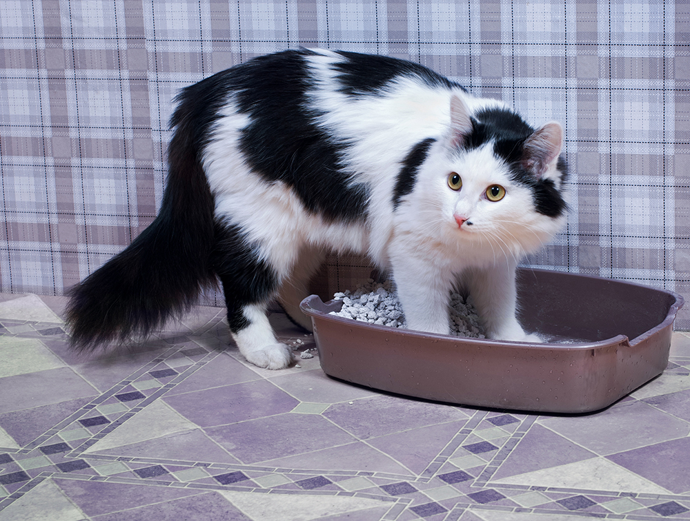 black and white cat stepping in the litter box