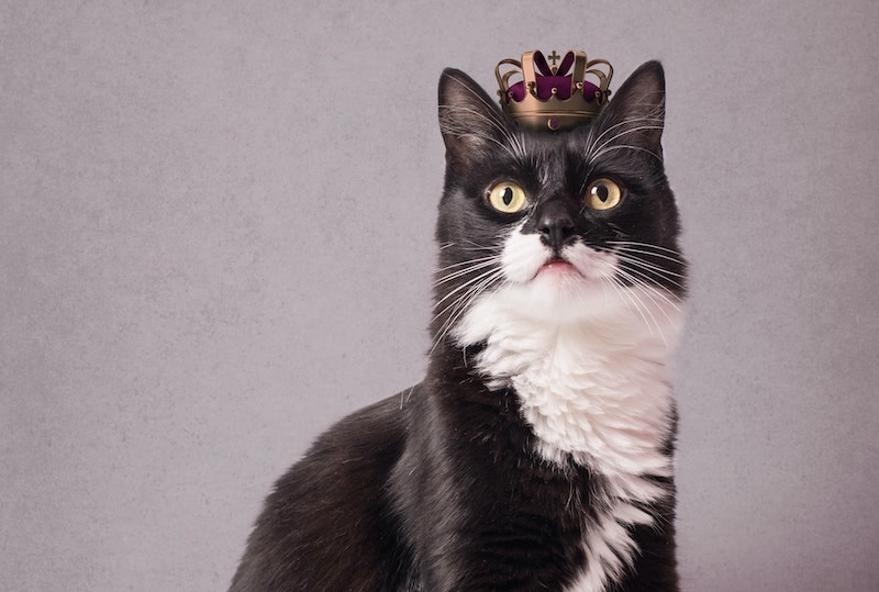 https://www.catster.com/wp-content/uploads/2023/11/black-and-white-tuxedo-cat-wearing-crown.jpg