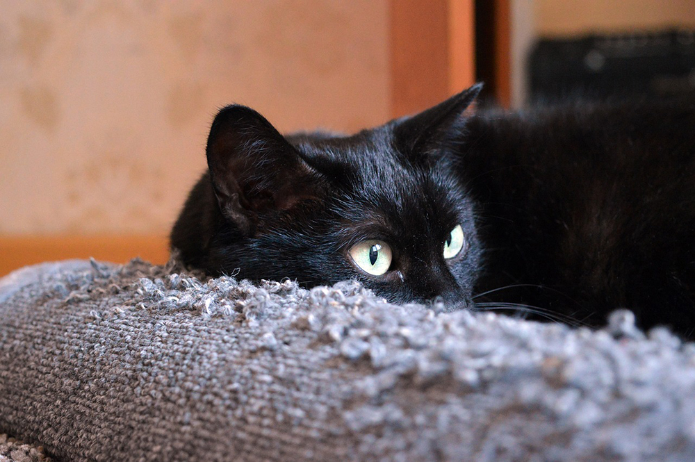 black cat lying in pet bed