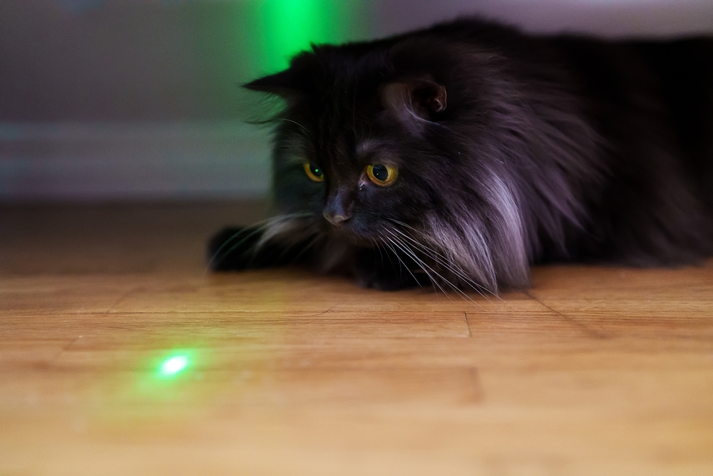 black cat playing with a laser pointer