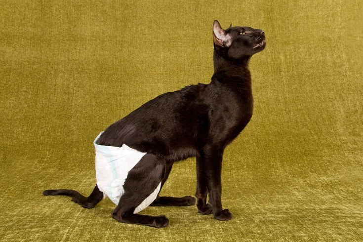 Pros & Cons of Using Cat Diapers: Is It Right for Your Cat? Vet