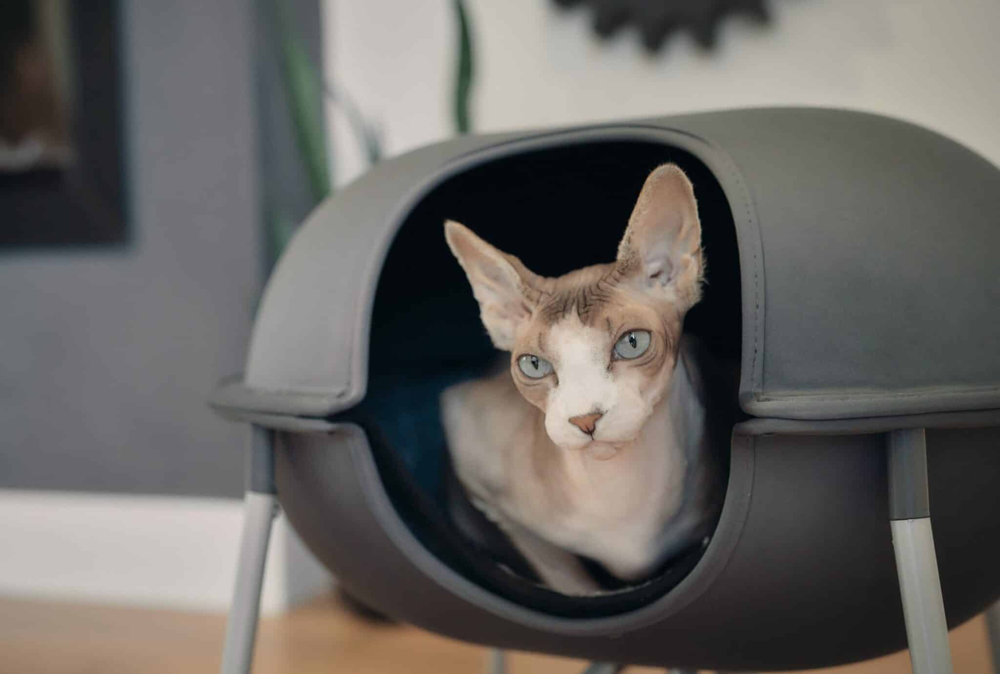 https://www.catster.com/wp-content/uploads/2023/11/blue-eyes-sphynx-cat-harless-hepper-pod-bed.jpg
