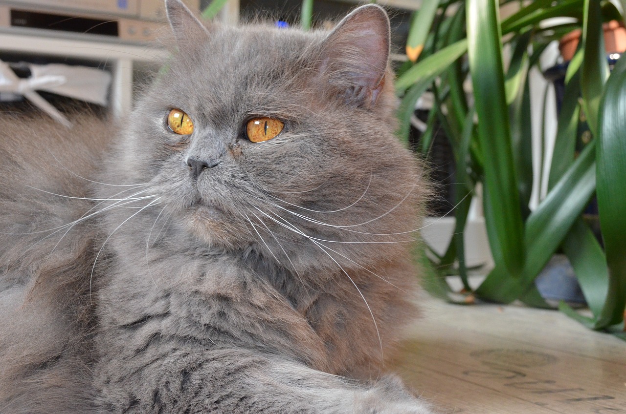 british-longhair-cat in the garden