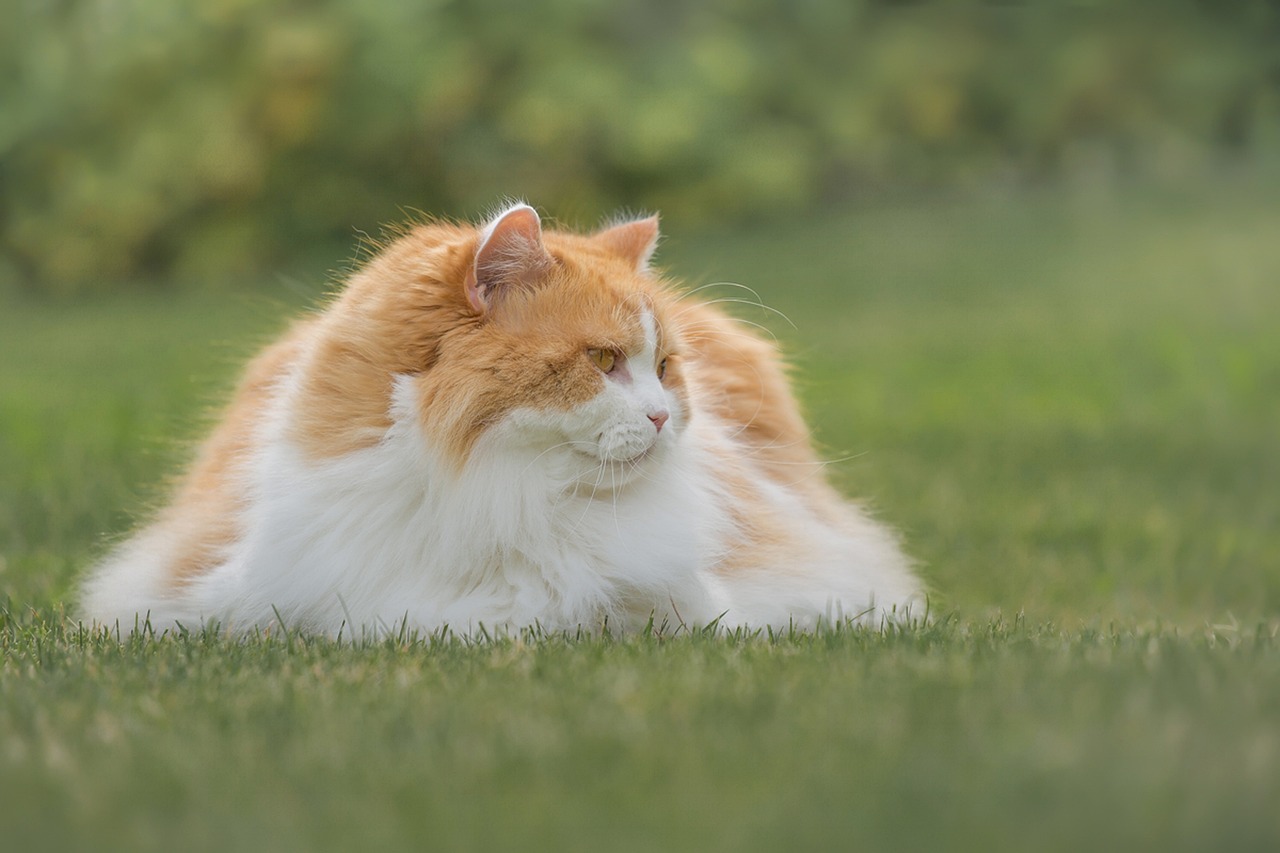 british-longhair-cat-lying-on-the-grass