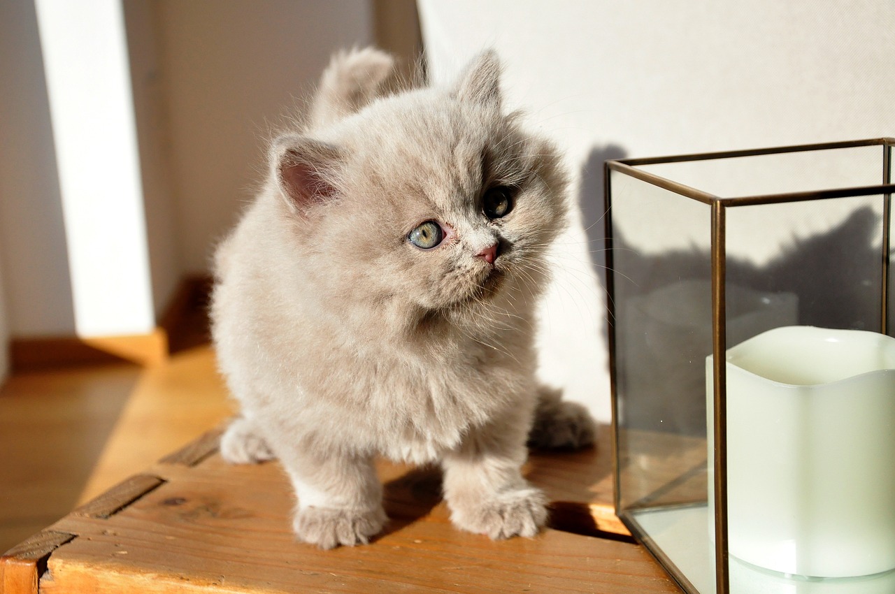 british-longhair-kitten