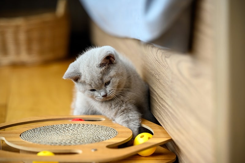 7 DIY Cat Food Puzzle Toys That Will Keep Your Kitty's Brain