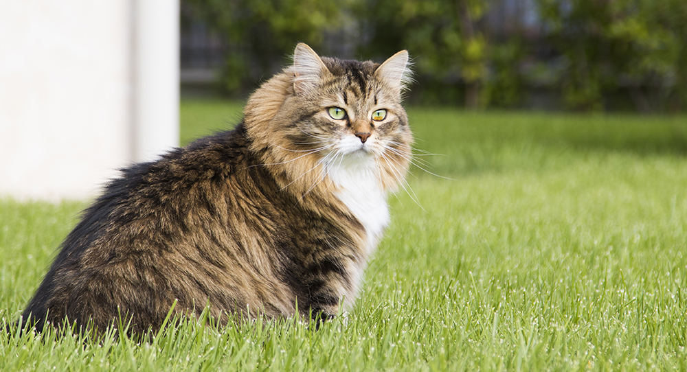 brown tabby siberian cat sitting on the grass