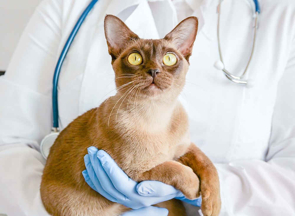 burma cat held by a veterinarian