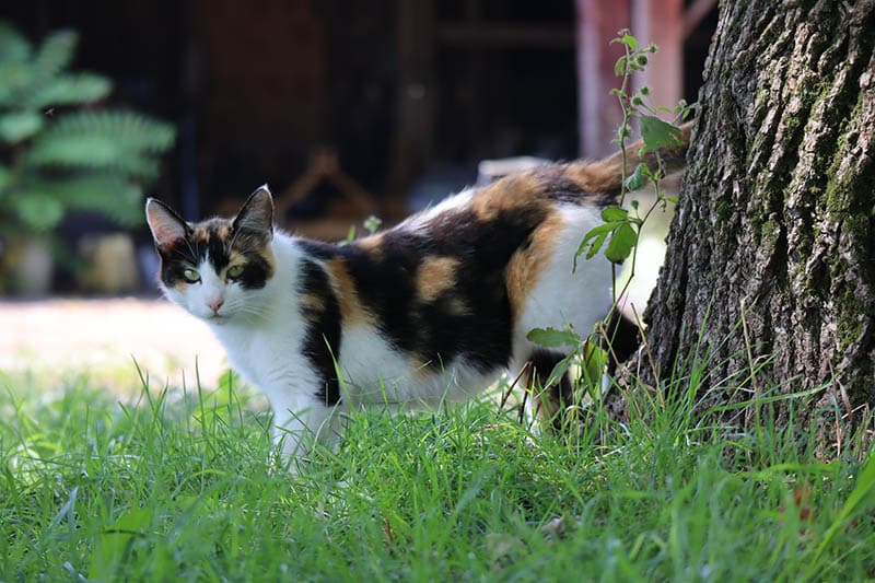 Does anybody know who this Calico cat is and where to get her? : r