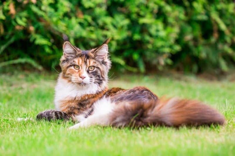 https://www.catster.com/wp-content/uploads/2023/11/calico-maine-coon-cat-lying-on-the-grass_Aleksei-Verhovski_Shutterstock-800x533.jpg