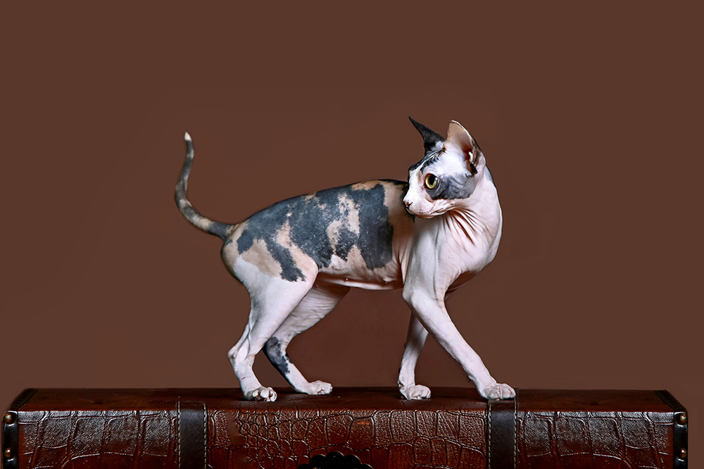 Calico Sphynx Cat: Pictures, Care, Traits & Info