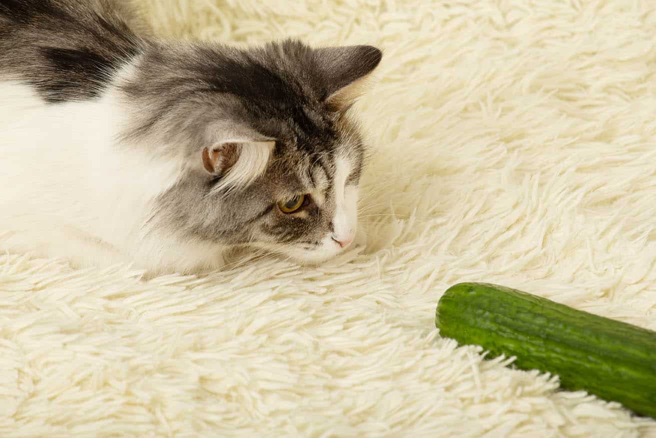 https://www.catster.com/wp-content/uploads/2023/11/cat-and-cucumber_tugol_Shutterstock.jpg