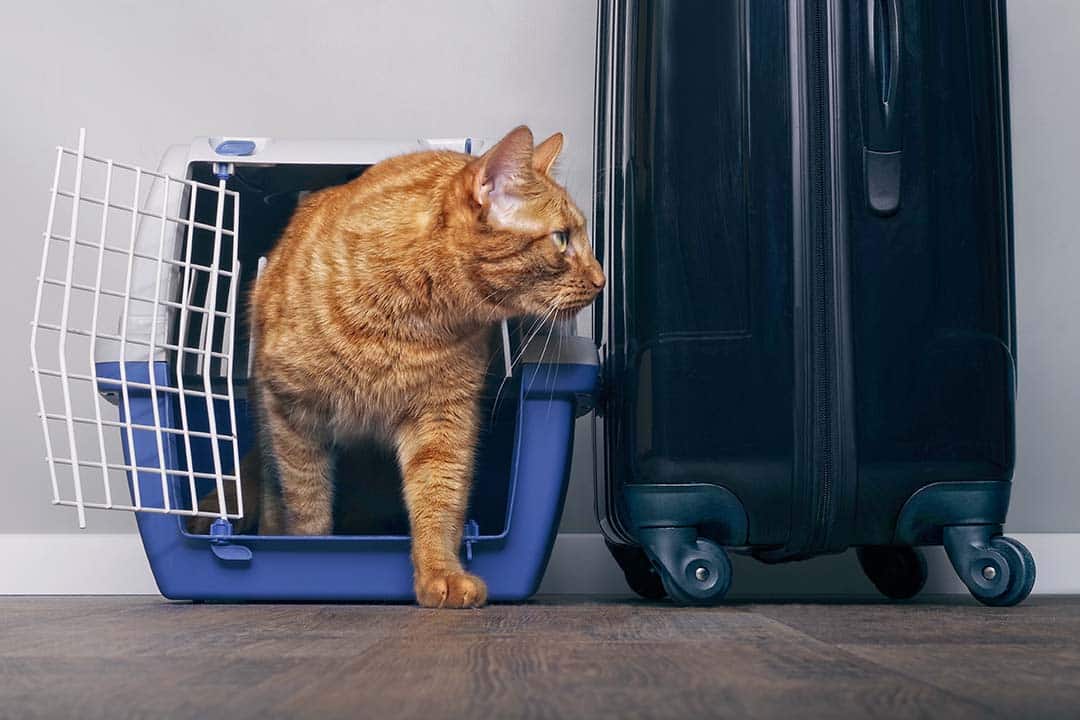 https://www.catster.com/wp-content/uploads/2023/11/cat-beside-luggage_Lightspruch_Shutterstock.jpg