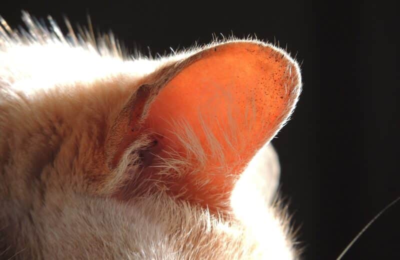 What's Up With the Cute Fuzz Inside Your Cat's Ear? Vet-Reviewed