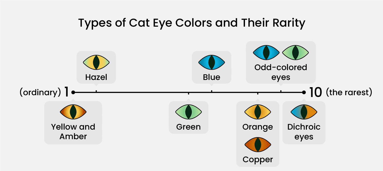 cat-eye-color-chart-EC