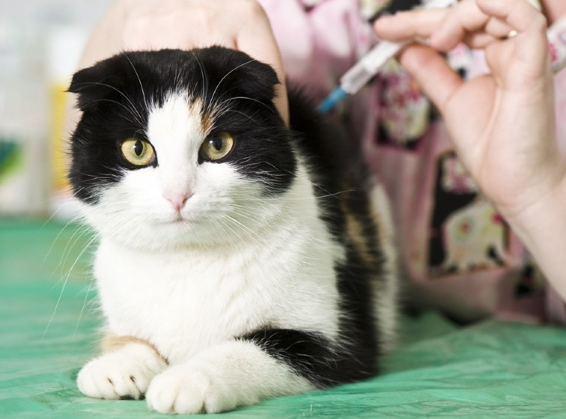 Rabies Vaccines for Cats: A Complete Guide (Vet Answer) - Catster
