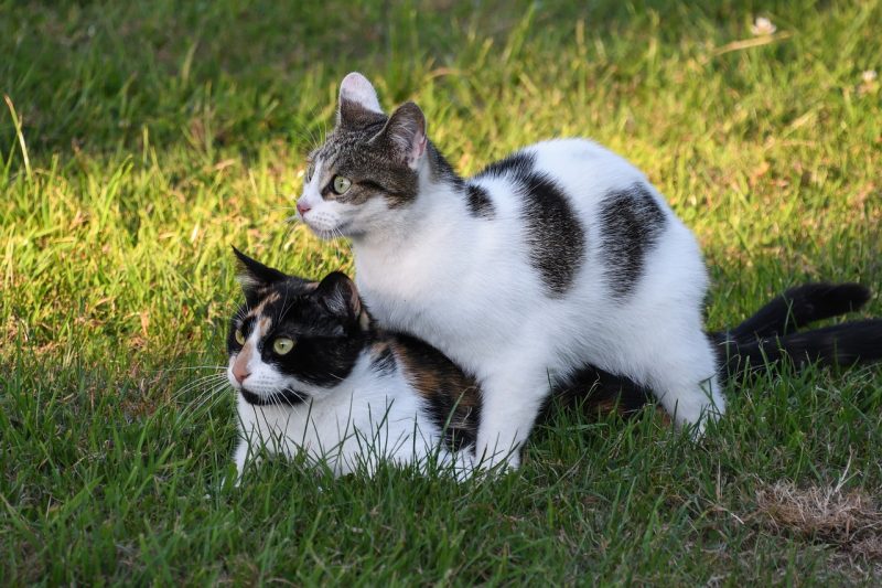 cat humping another cat on the grass