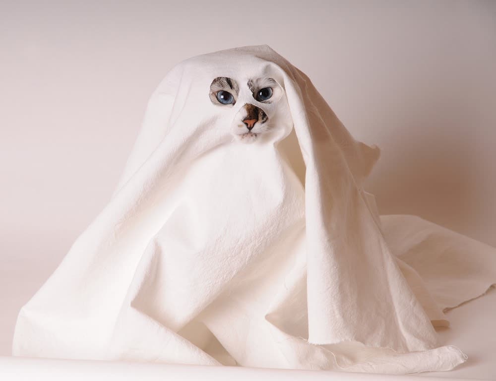 cat in ghost costume bed sheet scary scary