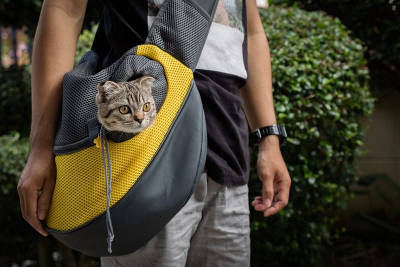https://www.catster.com/wp-content/uploads/2023/11/cat-in-travel-pet-carrier_21MARCH-Shutterstock.jpg