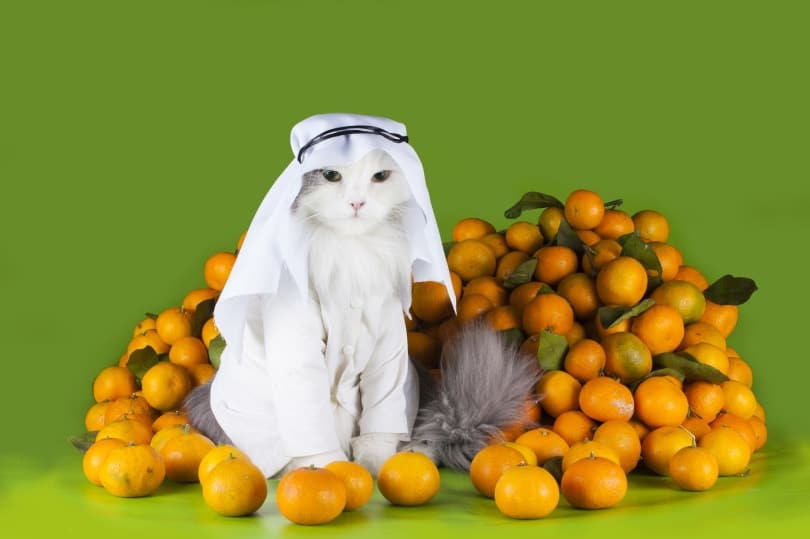 cat wearing white clothes