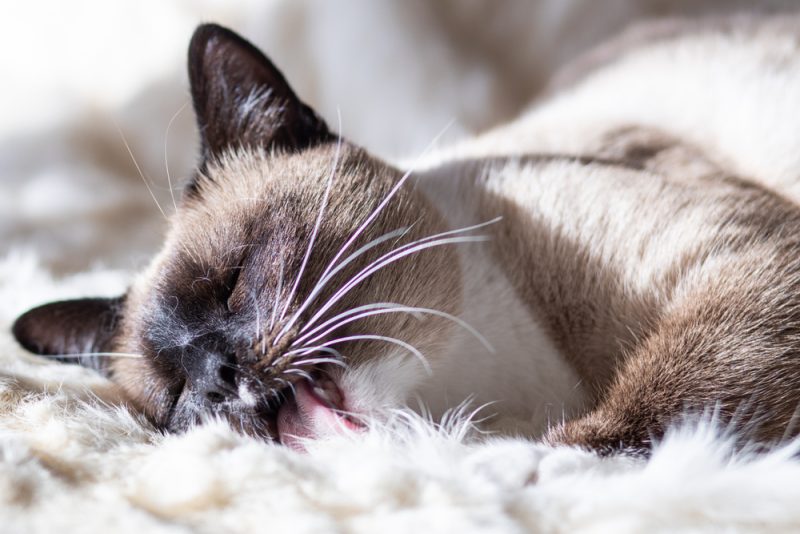 cat licking white fur blanket