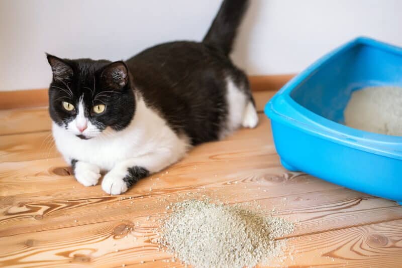 How to Stop Cat Litter Tracking at Home: 9 Proven Methods - Catster