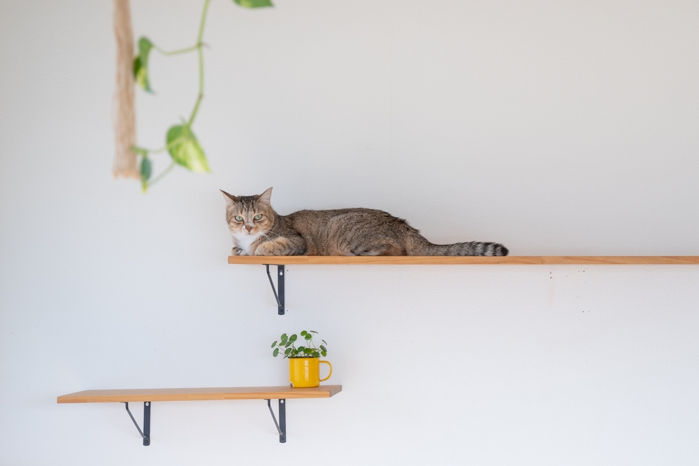 cat lying on cat shelf