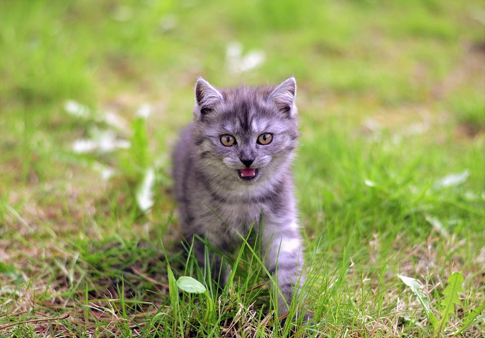 Cat Meowing and Making Cat Sounds: Why Do Cats Meow?