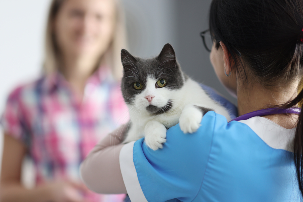 Dueño de gato visitando al veterinario con gato mascota