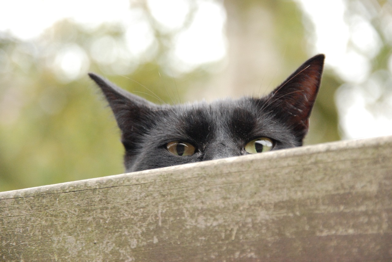 cat-peeking-over-the-fence
