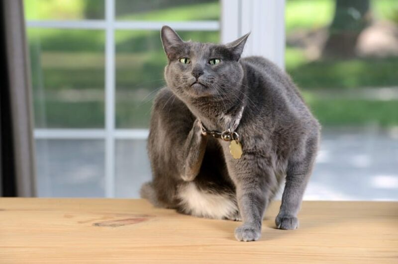Blue Russian Cat Badge Reel