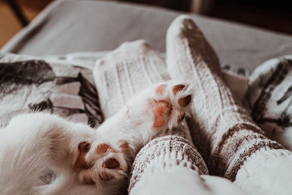 cat sleeping on person's feet