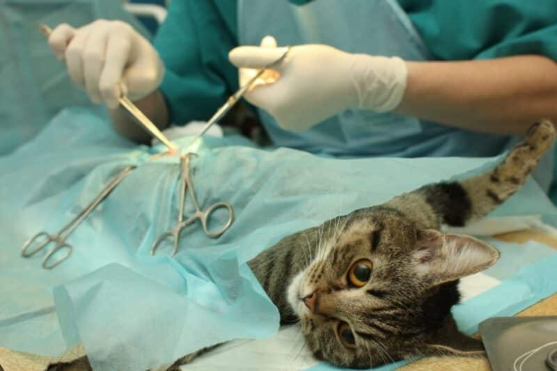 procedimiento de esterilización de gatos