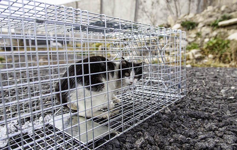 cat trapped on a cage outdoor