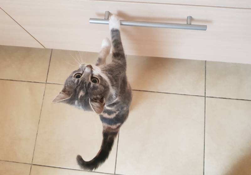 Why Does My Cat Open Drawers? 9 Tips to Stop Them - Catster
