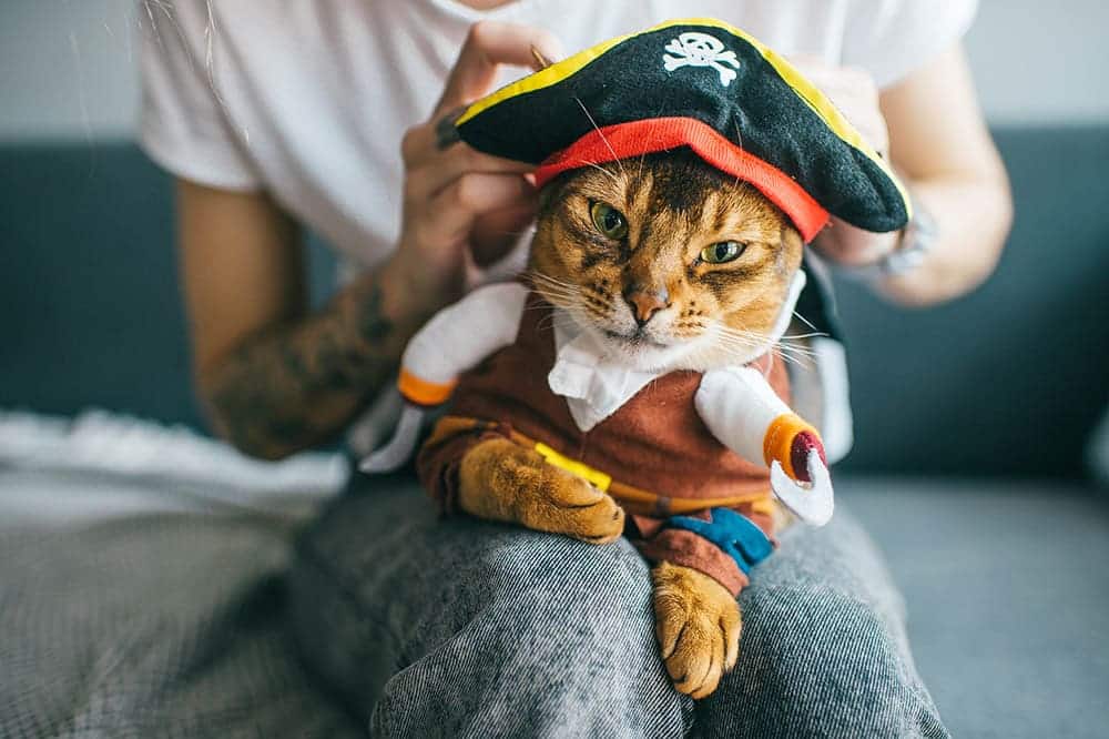 gato vestindo uma fantasia de pirata