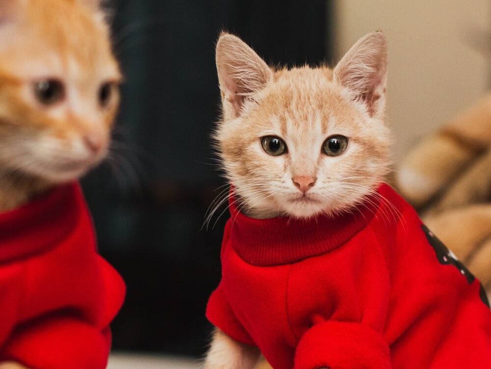 8 Amazing DIY Cat Onesies You Can Make Today (With Pictures) - Catster