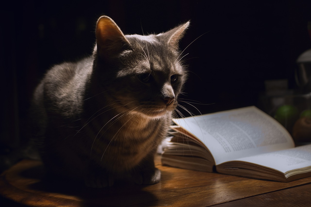 cat with spotlight beside a book on the table