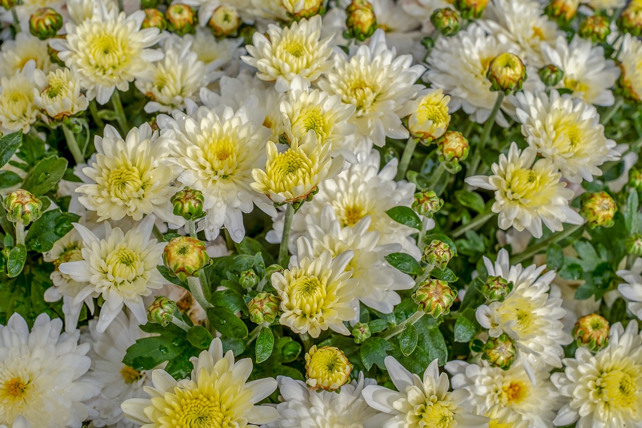 chrysanthemums flowers close up