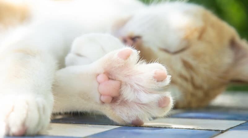 Do Cat Paw Pads Change Color? Vet Approved Facts & FAQ - Catster