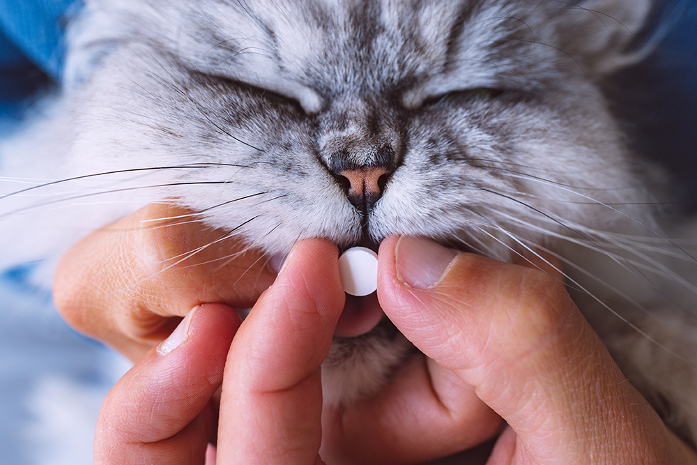 close up hand giving cat a pill