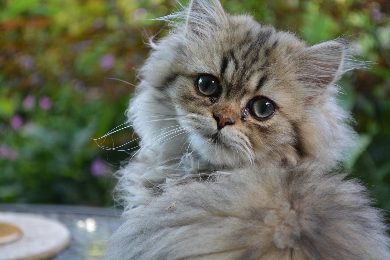 close up of persian kitten