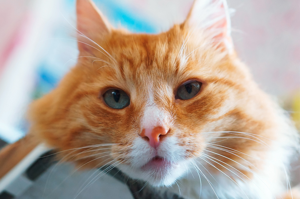 close up red cat